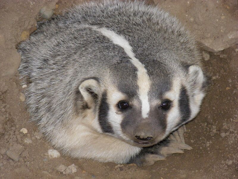 Файл:AmericanBadger.JPG