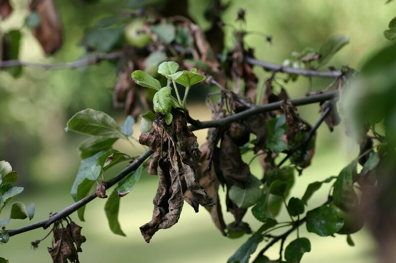 Файл:Apple tree with fire blight.jpg