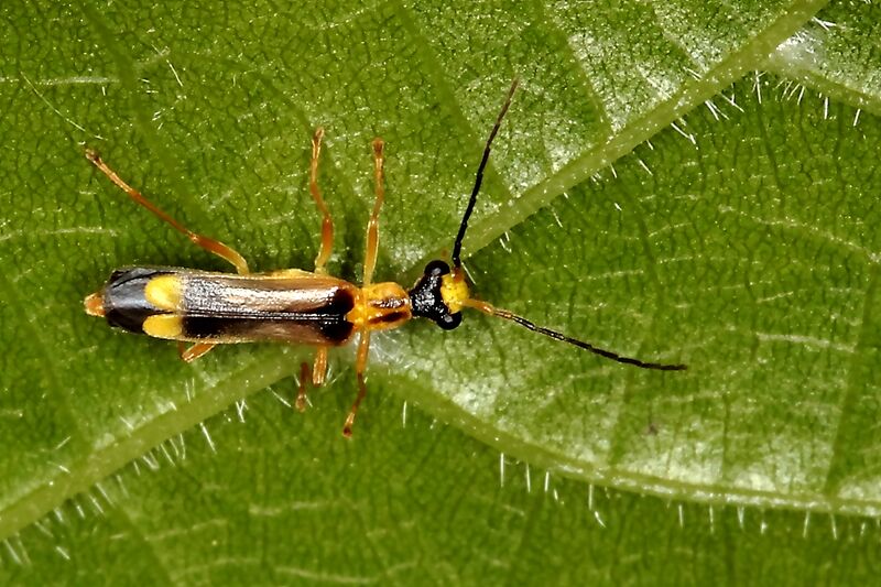 Файл:Malthinus 4954.JPG
