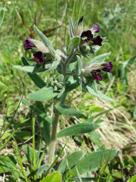 Файл:Nonea pulla sl5.jpg