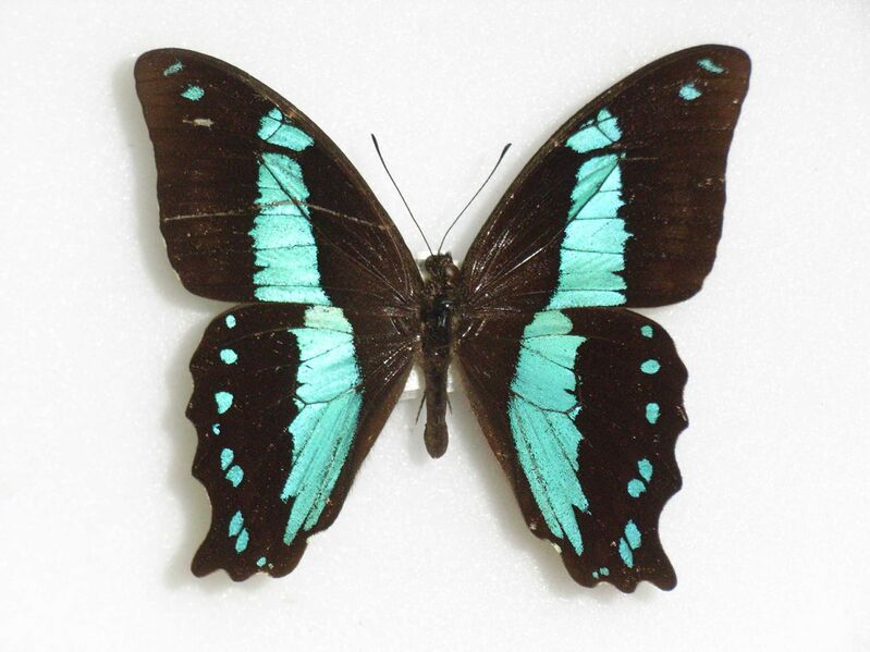 Файл:PapilioChrapkowskii.JPG