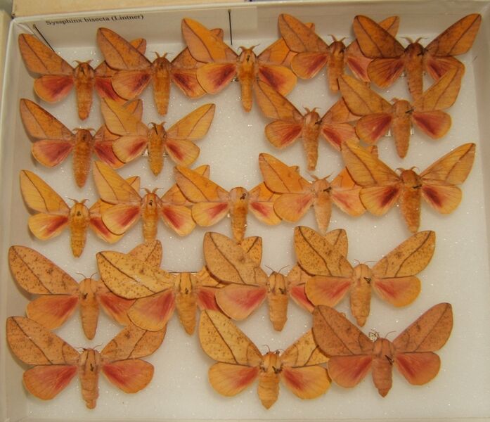 Файл:Syssphinx bisecta variation sjh.jpg