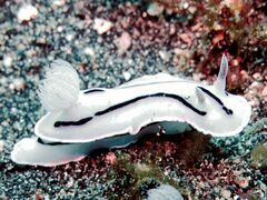 Белая форма Chromodoris willani