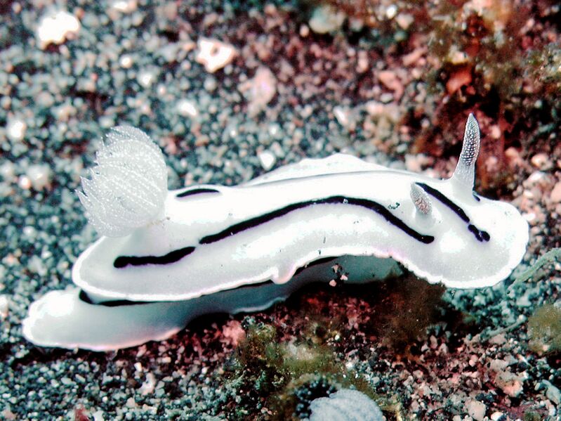 Файл:Chromodoris willani Lembeh.JPG