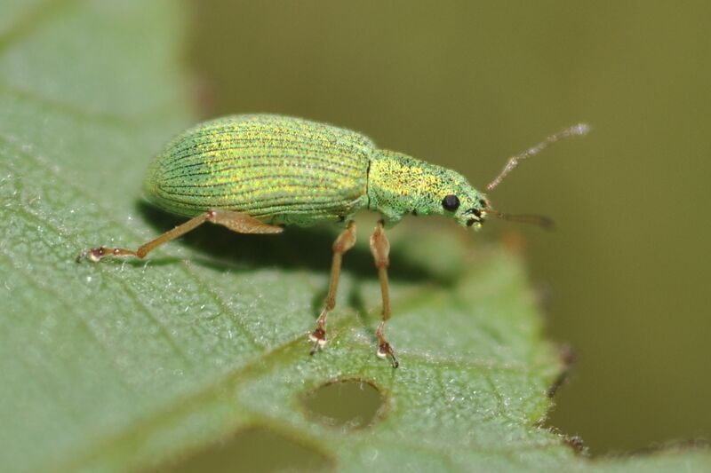 Файл:Polydrusus impressifrons 5.JPG