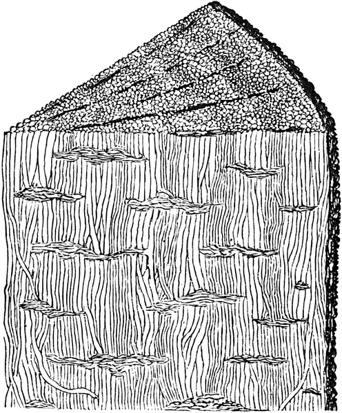 Файл:Prototaxites structure.png