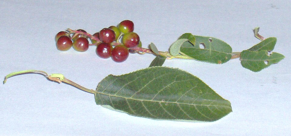 Файл:SK-Prunus-Closeup.JPG