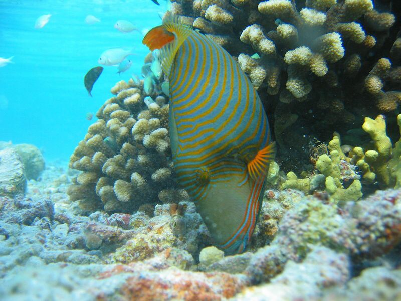 Файл:Orange-lined Triggerfish.jpg