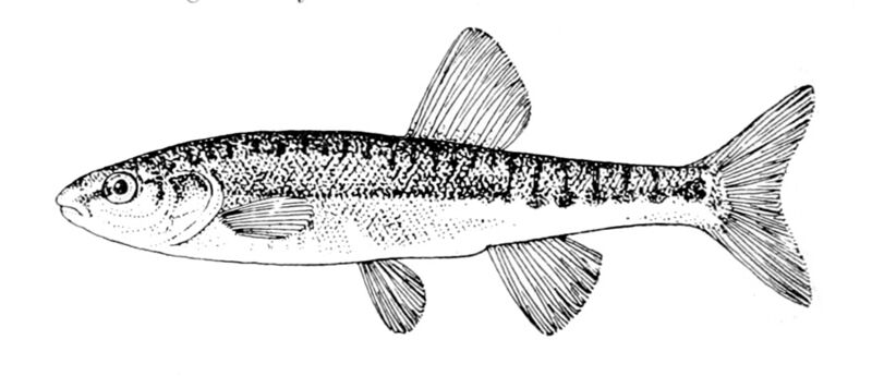 Файл:Phoxinus phoxinus.jpg