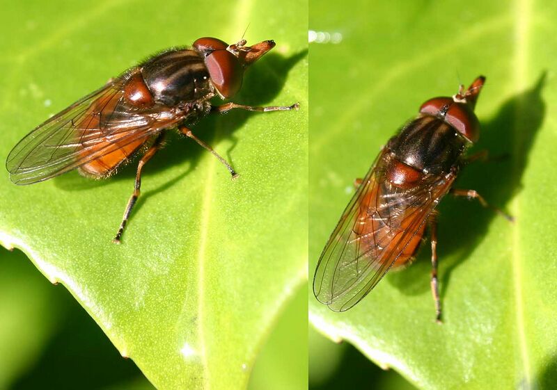 Файл:Rhingia campestris01.jpg