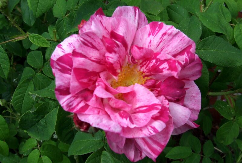 Файл:Rosa Mundi.JPG