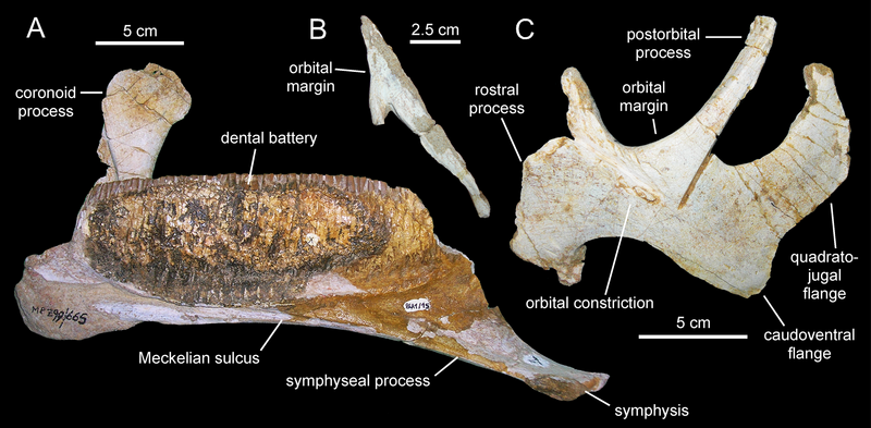 Файл:Blasisaurus.png