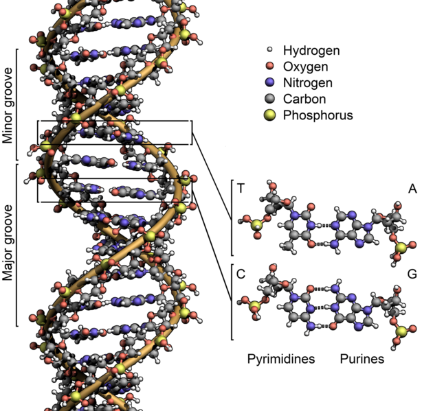 Файл:DNA Structure+Key+Labelled.png