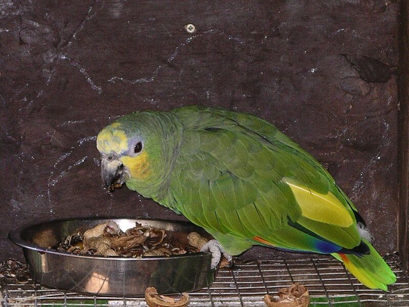 Файл:Orange-winged amazon parrot 31l07.JPG