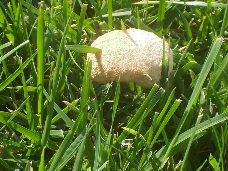 Файл:Slime Mold DP4.jpg