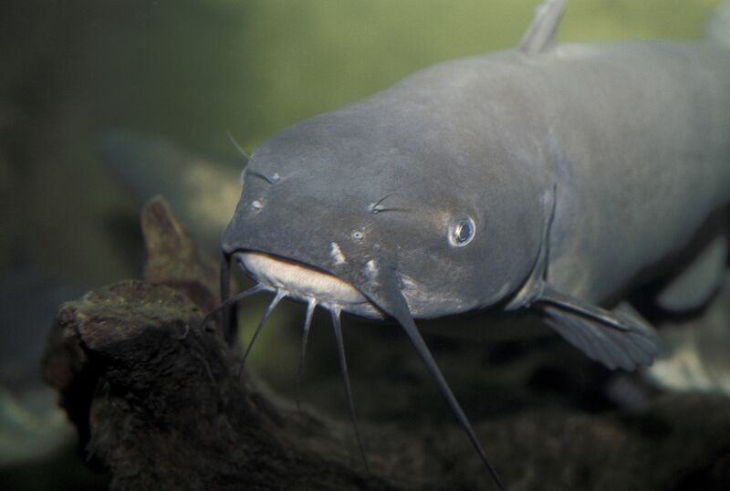 Файл:State Fish - Channel Catfish.jpg