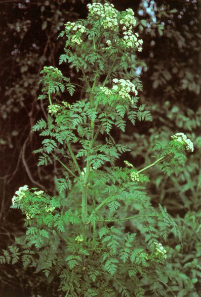 Файл:Conium maculatum.jpg