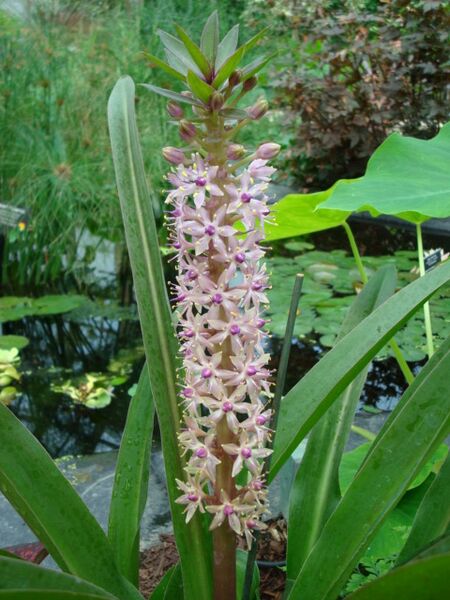 Файл:Eucomis bicolor.JPG