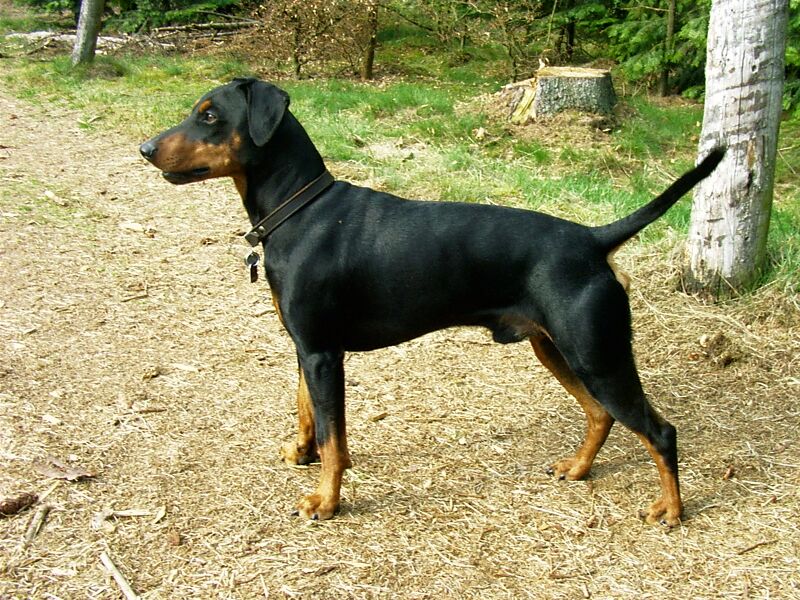 Файл:German Pinscher.JPG
