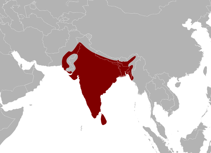 Файл:Python molurus Area.svg