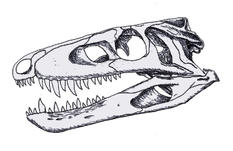 Файл:Sphenosuchus.jpeg
