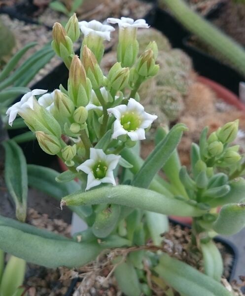 Файл:Tylecodon racemosus.jpg