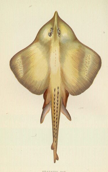 Файл:FMIB 46059 Shagreen Ray.jpeg