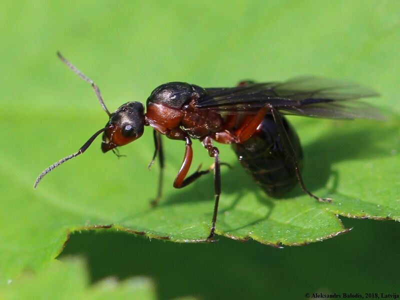 Файл:Formica pratensis 02.JPG