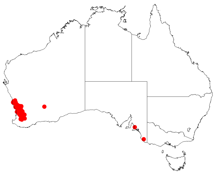 Файл:Isopogon dubiusDistMap16.png