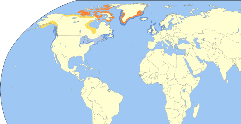 Файл:Larus glaucoides map.svg