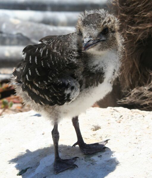Файл:Sooty Tern chick.JPG