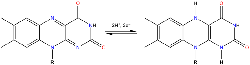 Файл:FAD FADH2 equlibrium.png