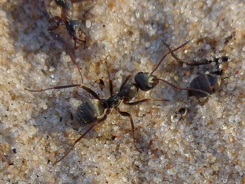 Файл:Formica selysi 01.JPG