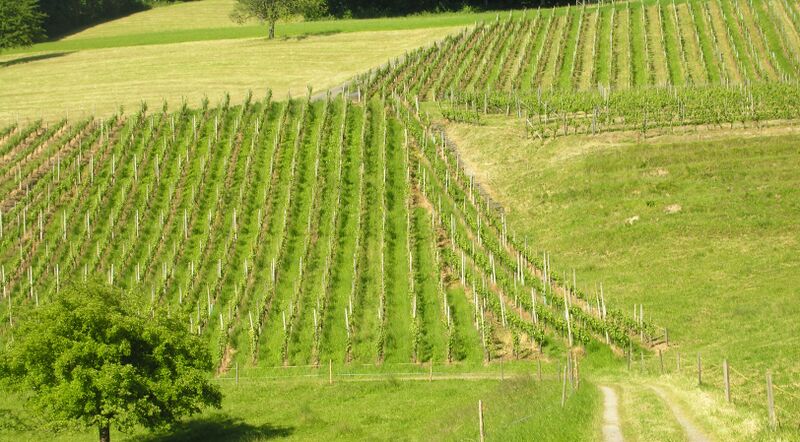 Файл:GrapeField.jpg