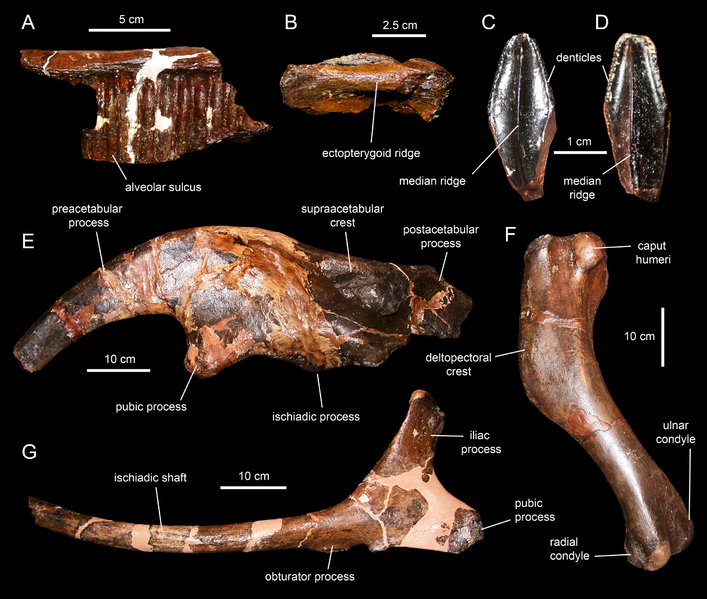 Файл:Hadrosaurus cranial & appendicular elements.png