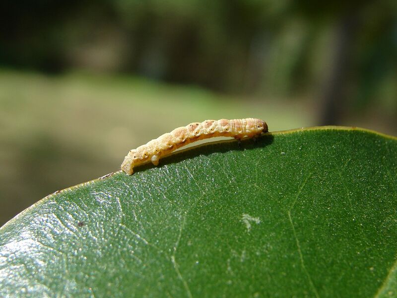 Файл:Inchworm.jpg