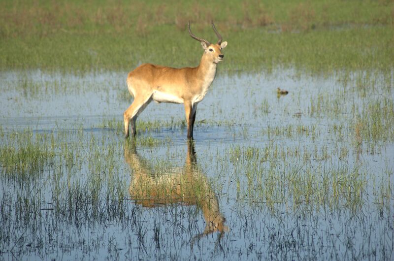Файл:Reflecting-Lechwe-Okavango.jpg