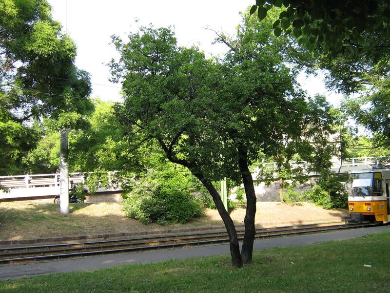 Файл:Rhamnus catharthica tree size.jpg