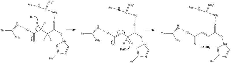 Файл:S.D.Oxidation of Succinate E1cb.gif