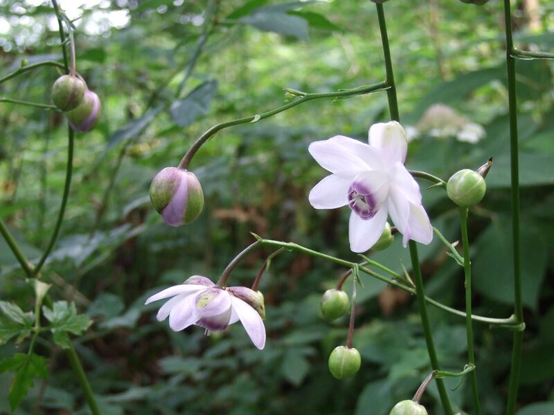Файл:Anemonopsis macrophylla.JPG