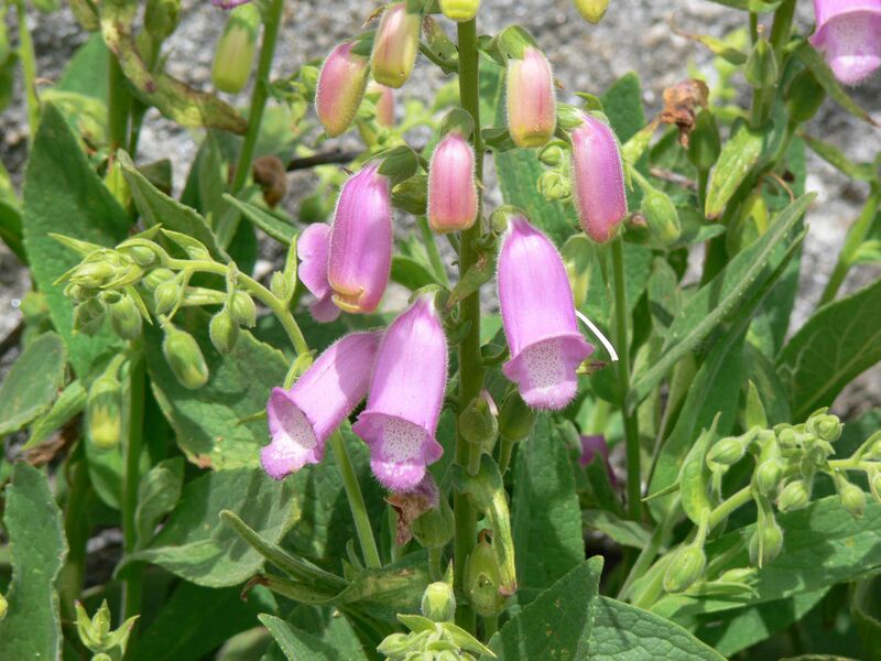Файл:Digitalis thapsi 01.JPG
