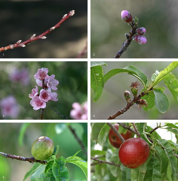Файл:Nectarine Fruit Development.jpg