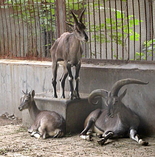 Файл:Rook goat.jpg