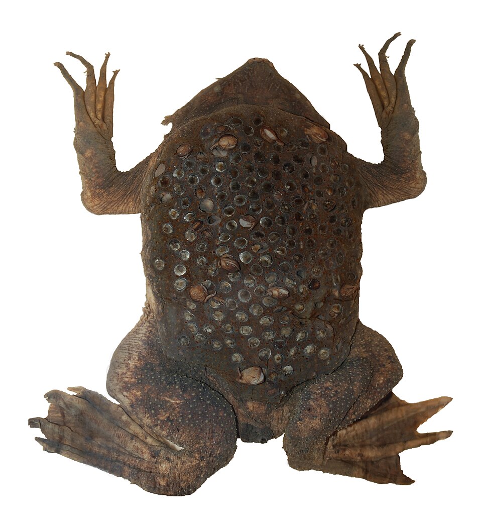Файл:Surinam toad (DFdB).jpg