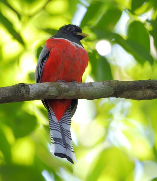 Файл:Trogon collaris - Collared Trogon.JPG