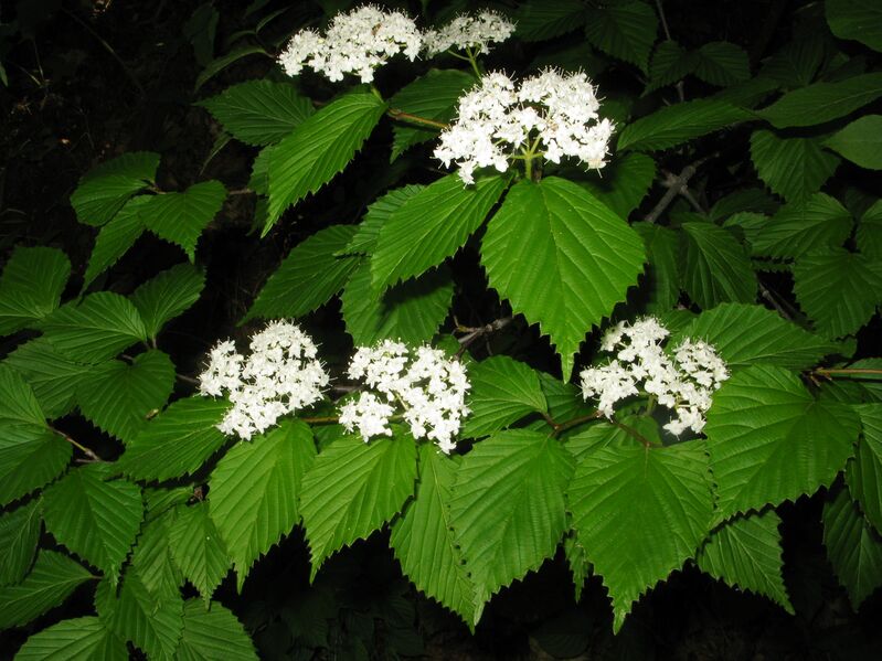 Файл:Viburnum wrightii 1.JPG