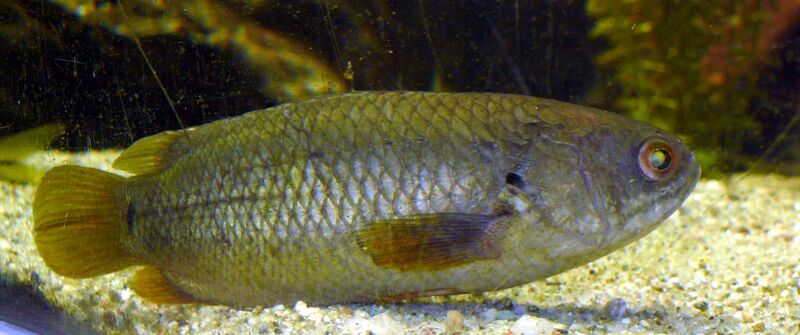 Файл:Anabantidae.JPG