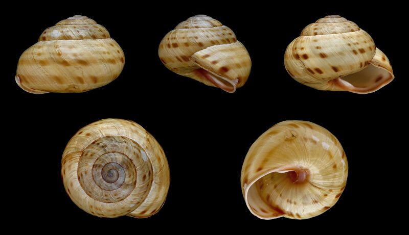 Файл:Cepaea sylvatica 01.JPG