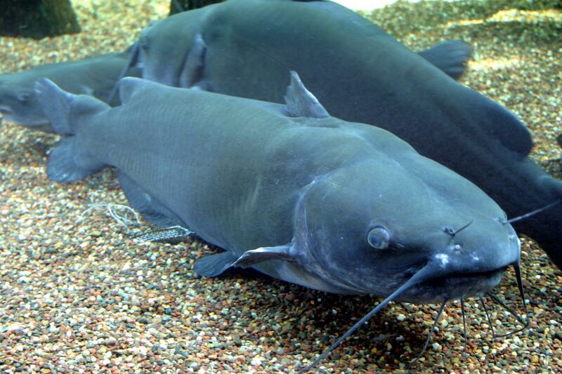 Файл:Channel Catfish.jpg