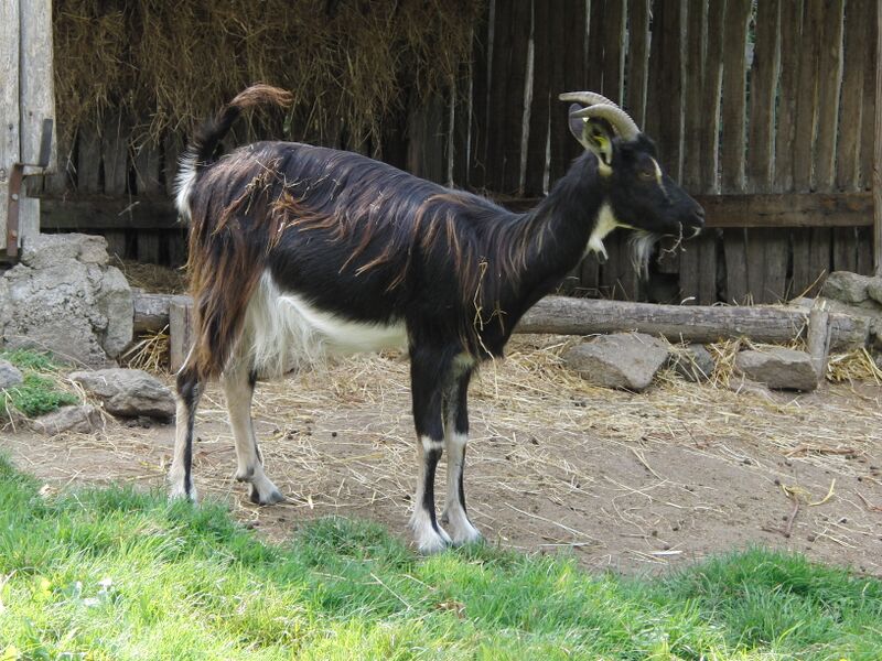 Файл:Chevre poitevine 101.JPG